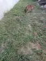 Malinova Belgiska Ovcarka, снимка 10