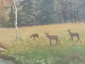 Стара Немска Ръчно рисувана картина без рамка , снимка 3