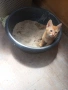 подарявам малки котенца., снимка 2