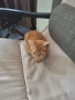 Едно коте за подаряване, снимка 2
