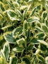 Евонимус Браво, Euonymus japonicus Bravo, снимка 2