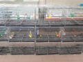 продавам.клетки.за.птици, снимка 4