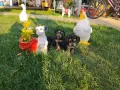 Кокер шпаньолче, снимка 2