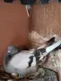гълъби мардини за игра, снимка 9
