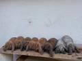 Кочовати Зайци ., снимка 1