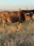 Продавам Месодайни Крави, снимка 1