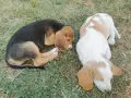 Бигълчета родени юни месец, снимка 6