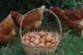 Домашни яйца от щастливи кокошки , снимка 5