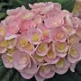 Hydrangea macrophylla ‘Love’-ХОРТЕНЗИЯ ЛЮБОВ, снимка 1