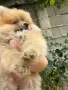 Померани на 2 месеца, снимка 1