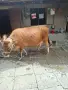 Юница "Джерсе". , снимка 6