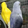 Различни видове птици , снимка 10