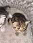 Шотландски котенца, снимка 5
