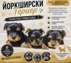 Йоркширски териер , снимка 1