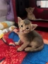 Абисинско котенце – момче, цвят Fawn (Фавн), снимка 5