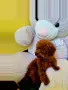 мини той пудел момчета и момичета, снимка 1