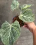 Philodendron Gloriosum Snow Leopard, снимка 3
