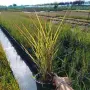 Мискантус Пурпурасценс, Miscanthus sinensis 'Purpurascens' студоустойчива, декоративна трева!!!, снимка 11