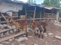 Продавам две кози и две ярета , снимка 2