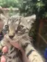 Котета търсят дом, снимка 3