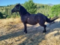 Кобила на 4години, снимка 7