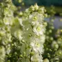 Delphinium ‘Sentinel Garden Creme’ (Делфиниум ‘Сентинел Гардън Крем’), снимка 1