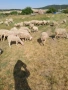 Продавам овце  , снимка 4