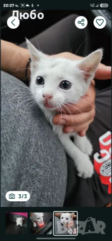 Котенца.на два месеца.чисто бели чудесни за домашен Любимец, снимка 2 - Други - 55577575