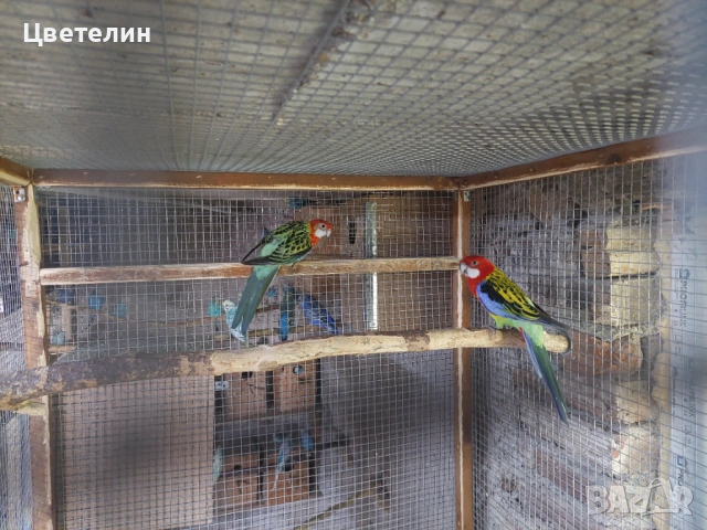 Пъстри розели , снимка 2 - Папагали - 54704240