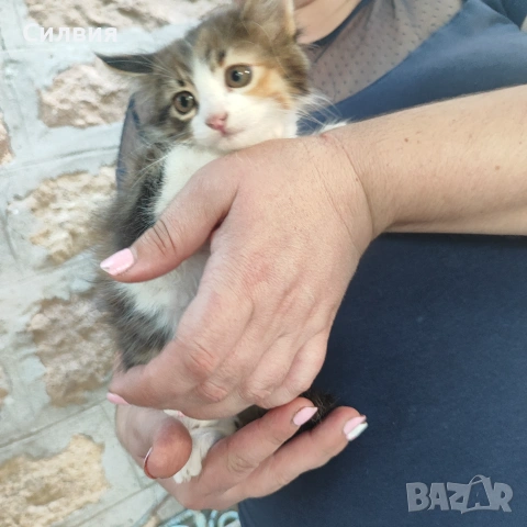 Подарявам котенца , снимка 9 - Други - 55077511