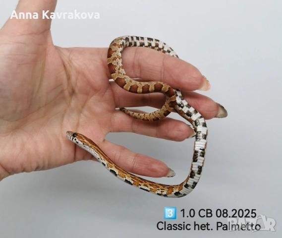 Царевични смоци /царевичен смок , снимка 7 - Змии - 54011711