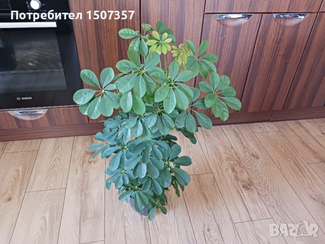 Шефлера - стайно растение / цвете, снимка 4 - Стайни растения - 54178537