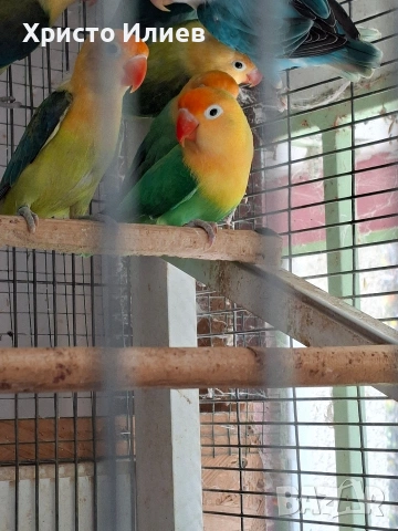 Продава фишерови неразделки , снимка 3 - Папагали - 54344112