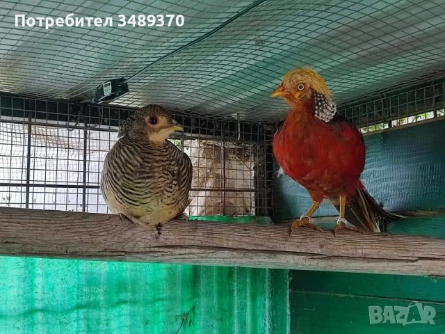 Заменяме изброените нови продукти , за изброените птици и др., снимка 7 - Кокошки и пуйки - 54709838