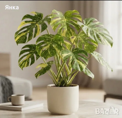 Monstera Yellow Marilyn Variegata