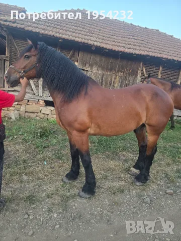 Продава се ! Много кротък , снимка 5 - Коне - 55344755