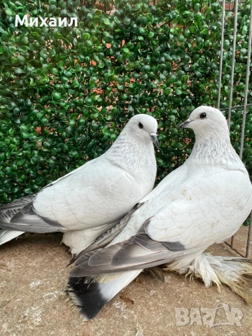Саксонски Леден гълъб, снимка 4 - Гълъби - 53406636