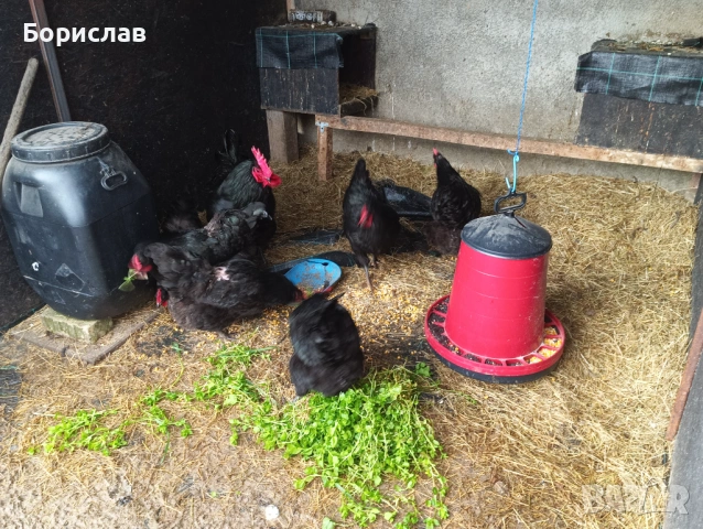 Австралорп. Пиленца и яйца за разплод