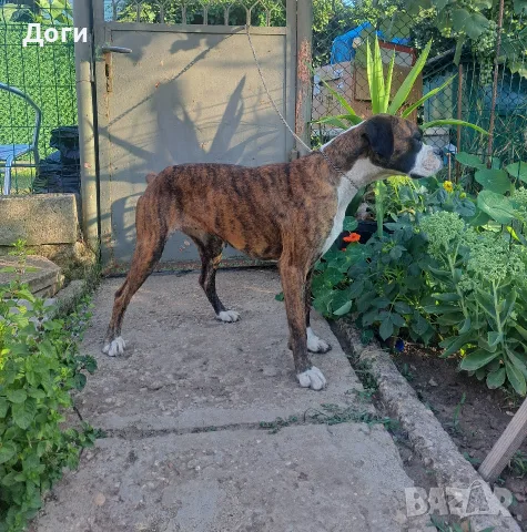 Продавам Боксер - женски, снимка 7 - Боксер - 50898115