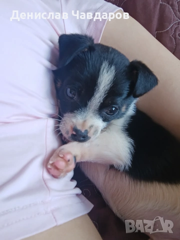 Пинчер-Джак ръсел , снимка 2 - Пинчер - 54238343