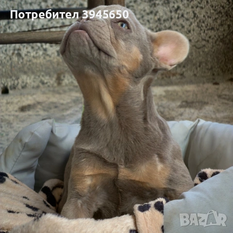 Isabella&tan френски булдог , снимка 3 - Френски булдог - 54249428