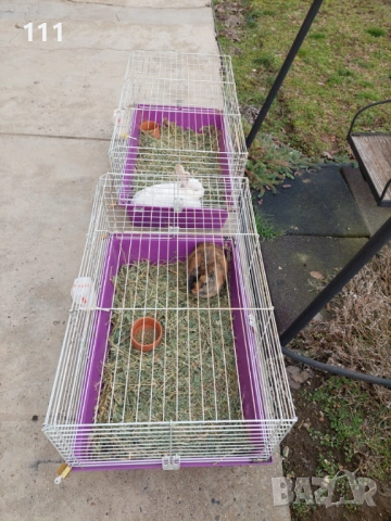 Мини Рекс мъжки и женски 