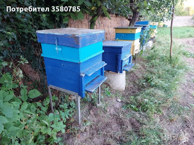 Продавам Пчелни Семейства , снимка 2 - За пчели - 55174306