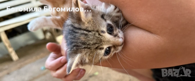 Спешно търся дом за 4 малки котенца