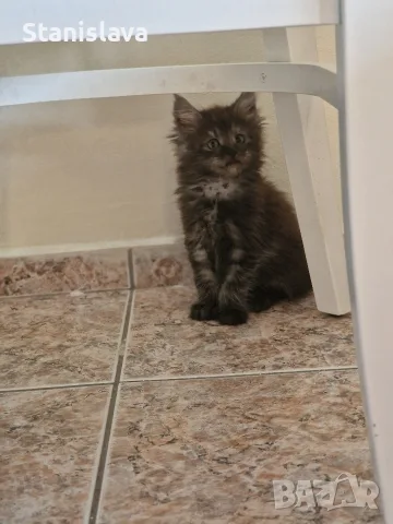 котенца Мейн Куун, снимка 6 - Мейн кун - 55670869