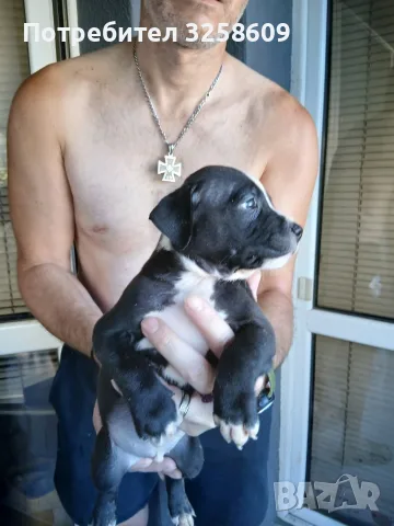 🐶 Продавам красиви Американски Питбул кученца - 8 броя, 2 месеца, снимка 6 - Питбул - 55679299