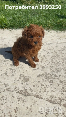 Мини пудели