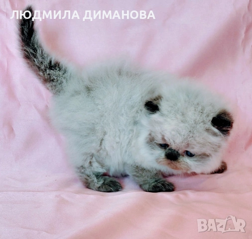 Персийско хималайско момиче. , снимка 4 - Персийска - 54252433