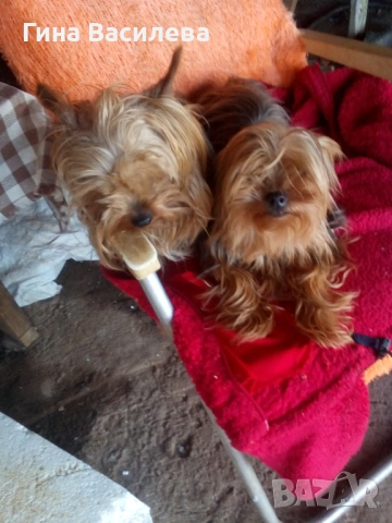 мини йоркширски териер, снимка 5 - Йоркширски териер - 54200625