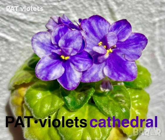 Saintpaulia Сейнтполия Сентполия African Violet Aфриканска теменужка стайна теменужка Фiалка цветя